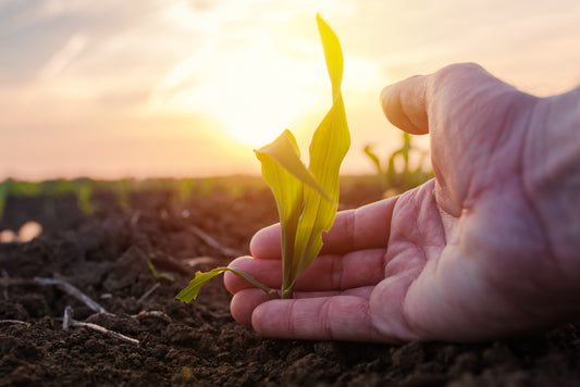 What is Maize and where it comes from?