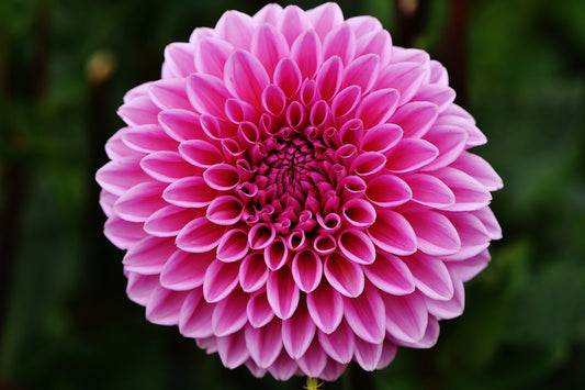 DALIA (Dahlia) Queen of Flowers