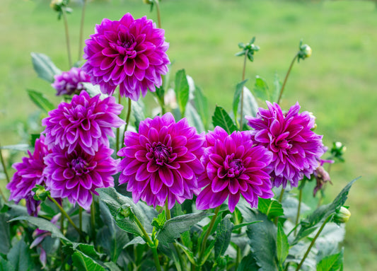 Flower of Flowers
