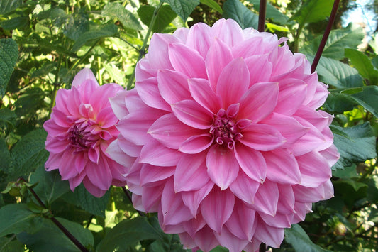 Dalia, Mesoamerican Beauty