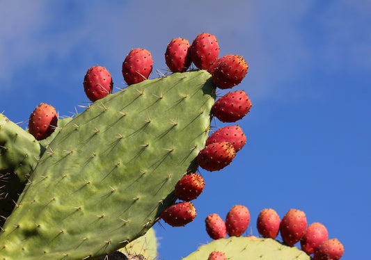 What is Opuntia ficus-indica